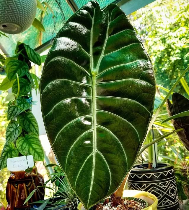 Alocasia Sedenii